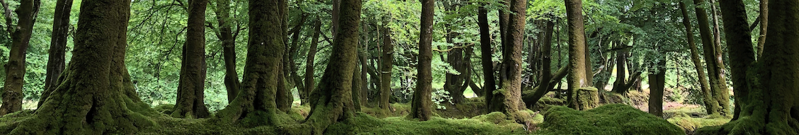 Monde sensible biodiversité